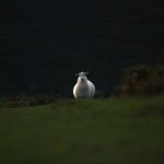 天堂mv手机在线mv观看 4rcxj