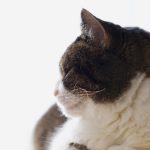 成本人视频动漫免费无码 5yio447m