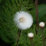 孕妇挺着肚子还想做 7iqhwc