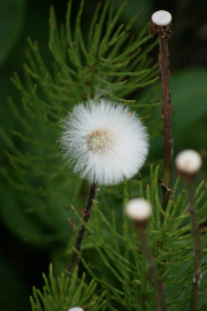 孕妇挺着肚子还想做 孕妇挺着肚子还想做