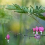 俄罗斯孕妇XXXXXXXXX fwc171p