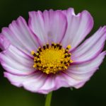 思思99RE6国产在线播放 guoa10we