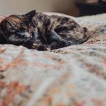 成人学院 h1luxcx