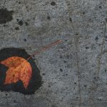 小苹果影院日本免费观看 lwnp777gx