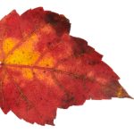 特种奶爸俏老婆 小说 o817wz