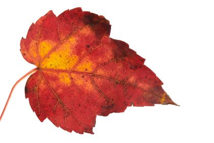 特种奶爸俏老婆 小说 特种奶爸俏老婆 小说