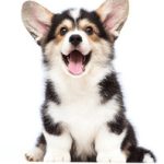 日本XXXX片免费观看 o9k86nf6c