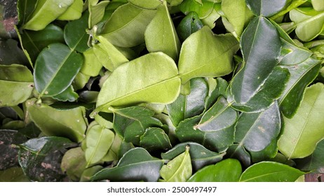 《青柠》小说:青春岁月中的成长与爱的交织之旅 《青柠》小说:青春岁月中的成长与爱的交织之旅