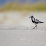 如何快速下载和使用ggbase工具的完整指南 hq6c2