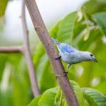 小蓝视频gtv官网介绍:探索全新视频体验与精彩内容的最佳平台 m205my