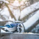 小蓝视频:探索创意短视频的无限可能与乐趣 t14jjrh7gj