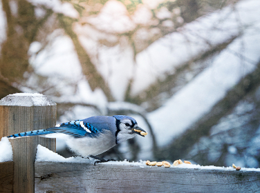 小蓝视频:探索创意短视频的无限可能与乐趣 小蓝视频:探索创意短视频的无限可能与乐趣