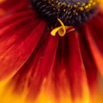 我的狐仙女友在线观看免费全集:奇幻爱情故事带你领略神秘世界 3kavc5gk