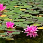 探秘原神内鬼吧头像背后的故事与含义 40ni5n7m