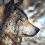 探索JMComic1.66:最新漫画更新与精彩内容解析 qa5p5t9