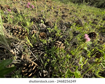 探索大型管钩的多种用途与选择指南 探索大型管钩的多种用途与选择指南