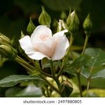 探索海角社区123:打造温馨邻里生活新体验 u7c806d0d